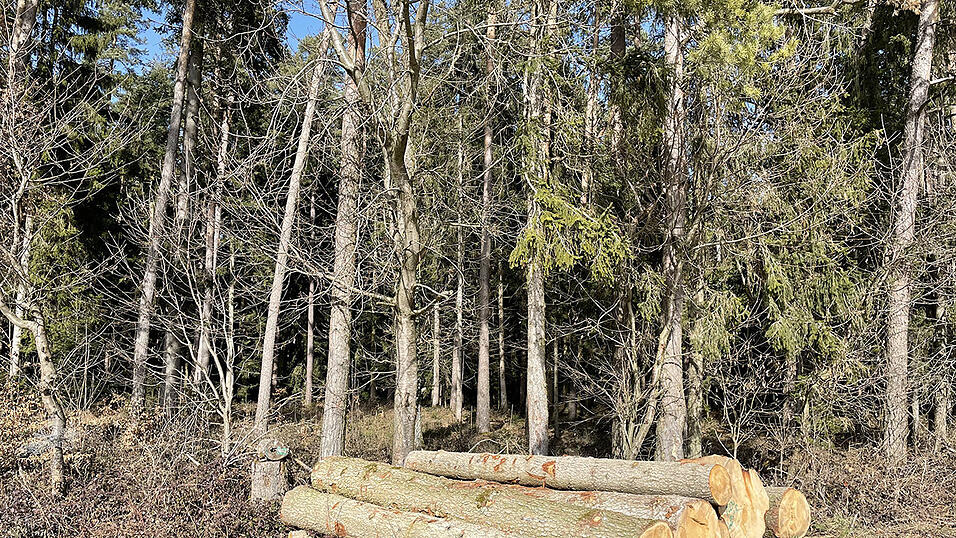 Die Holzstapel der geschlagenen Bäume sind deutlich kleiner geworden.