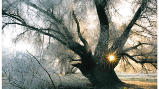 Donau 2026: Licht-Trägerin unserer Hoffnung Donau 2026: Licht-Trägerin unserer Hoffnung