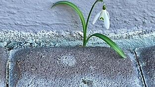 Schneegl&ouml;ckchen m&ouml;chte man im Fr&uuml;hling sehen - Schnee eher nicht mehr...