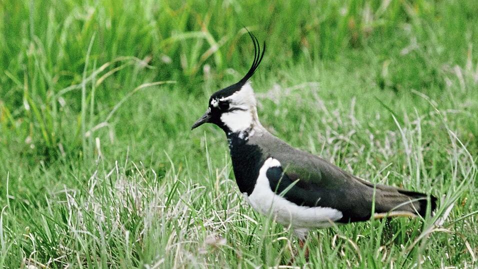 Der Kiebitz z&auml;hlt zu den wiesenbr&uuml;tenden Vogelarten. Auf diese muss zur Brutzeit wieder verst&auml;rkt R&uuml;cksicht genommen werden.