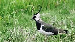 Der Kiebitz z&auml;hlt zu den wiesenbr&uuml;tenden Vogelarten. Auf diese muss zur Brutzeit wieder verst&auml;rkt R&uuml;cksicht genommen werden.