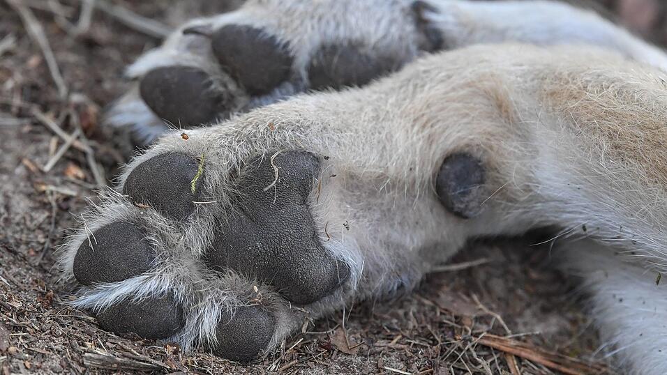 Der tote Wolf war Ende Oktober von Wanderern in Lam nahe der Grenze zu Tschechien gefunden worden. (Symbolbild)