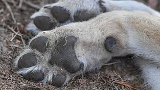 Der tote Wolf war Ende Oktober von Wanderern in Lam nahe der Grenze zu Tschechien gefunden worden. (Symbolbild) Der tote Wolf war Ende Oktober von Wanderern in Lam nahe der Grenze zu Tschechien gefunden worden. (Symbolbild)