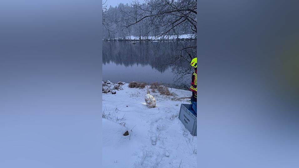 Gerettet: Der Schwan marschiert wieder in den Regener See.