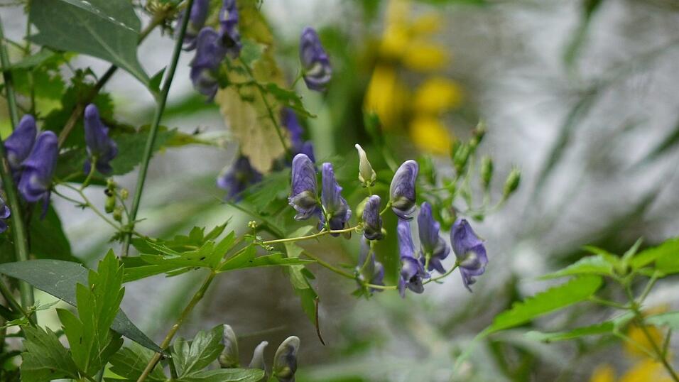 Wunderschönes Ausflugsziel in Passau: die Halser Ilzschleifen. Wunderschönes Ausflugsziel in Passau: die Halser Ilzschleifen.
