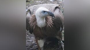 Majestätisch: Der Gänsegeier aus der Nähe von Coburg ist nach Lohberg „umgezogen“. Majestätisch: Der Gänsegeier aus der Nähe von Coburg ist nach Lohberg „umgezogen“.