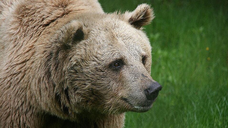 Romeo tappt durchs Gras. Der syrische Braunbär lebt seit 2009 im Bärenpark bei Bad Füssing (Kreis Passau). Seit kurzem ist dort auch Deutschlands letzter Zirkusbär Ben untergebracht.