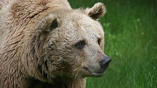 Romeo tappt durchs Gras. Der syrische Braunbär lebt seit 2009 im Bärenpark bei Bad Füssing (Kreis Passau). Seit kurzem ist dort auch Deutschlands letzter Zirkusbär Ben untergebracht.