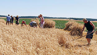 Am vergangenen Samstag wurde das Getreide das beim Zaitzkofener Drescherfest 'gedroschen' wird, nostalgisch gem&auml;ht.