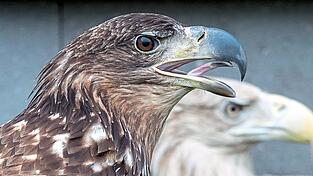 Immer mehr Seeadler sind in Bayern zu sehen.