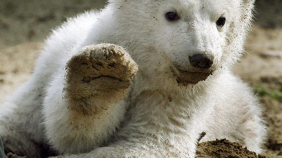 Eisbär-Baby Knut grüßt 2007 mit erhobener Tatze. Eisbär-Baby Knut grüßt 2007 mit erhobener Tatze.