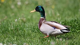 Die Frau hatte einen Stockenten-Erpel unter einem Trampolin eingesperrt. (Archivbild)