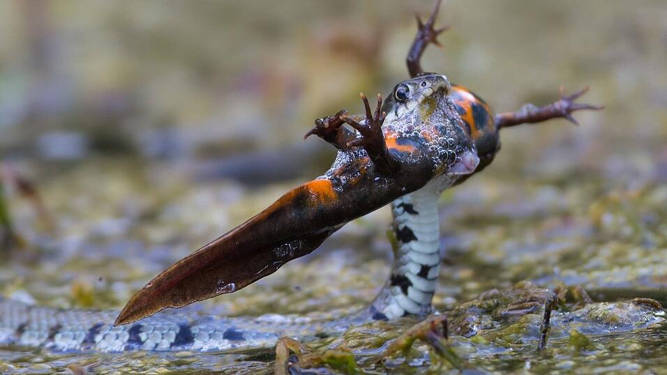Eine Ringelnatter auf Beutefang.