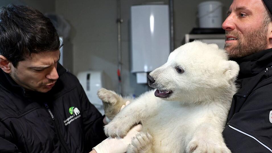 Der kleine Eisbär erweist sich schon als bärenstark.