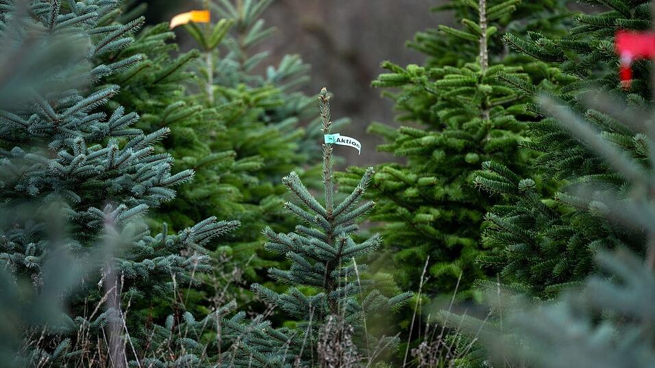 Hier stehen die Christbäume noch auf einer Plantage. Beim Transport hat es ein Händler in Lohr am Main etwas zu gut gemeint. (Symbolbild) Hier stehen die Christbäume noch auf einer Plantage. Beim Transport hat es ein Händler in Lohr am Main etwas zu gut gemeint. (Symbolbild)