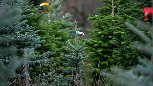 Hier stehen die Christbäume noch auf einer Plantage. Beim Transport hat es ein Händler in Lohr am Main etwas zu gut gemeint. (Symbolbild) Hier stehen die Christbäume noch auf einer Plantage. Beim Transport hat es ein Händler in Lohr am Main etwas zu gut gemeint. (Symbolbild)