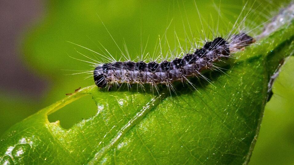 Ein Eichenprozessionsspinner frisst Löcher in das Blatt einer am Straßenrand wachsenden Eiche.