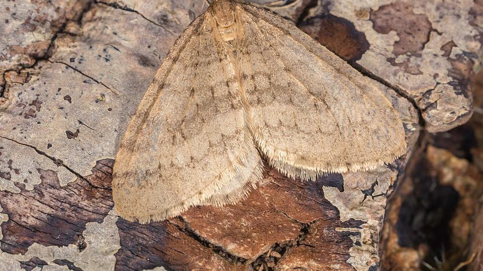 Männliche Frostspanner ruhen tagsüber an Baumstämmen. Männliche Frostspanner ruhen tagsüber an Baumstämmen.