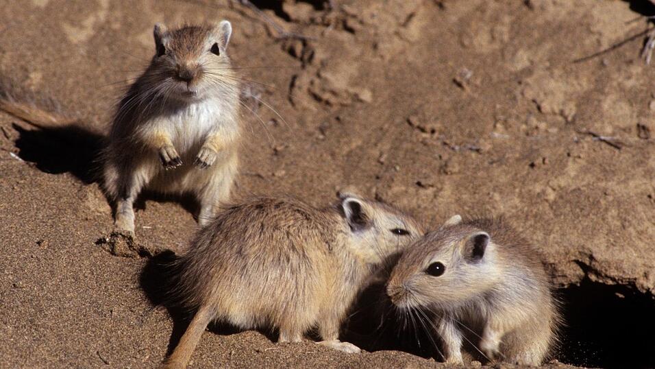 Die Tiere erhielten &uuml;ber Nacht eine Notunterkunft. (Symbolfoto)
