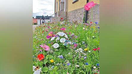 Auch vor dem Rathaus gibt's schon eine Blühfläche.