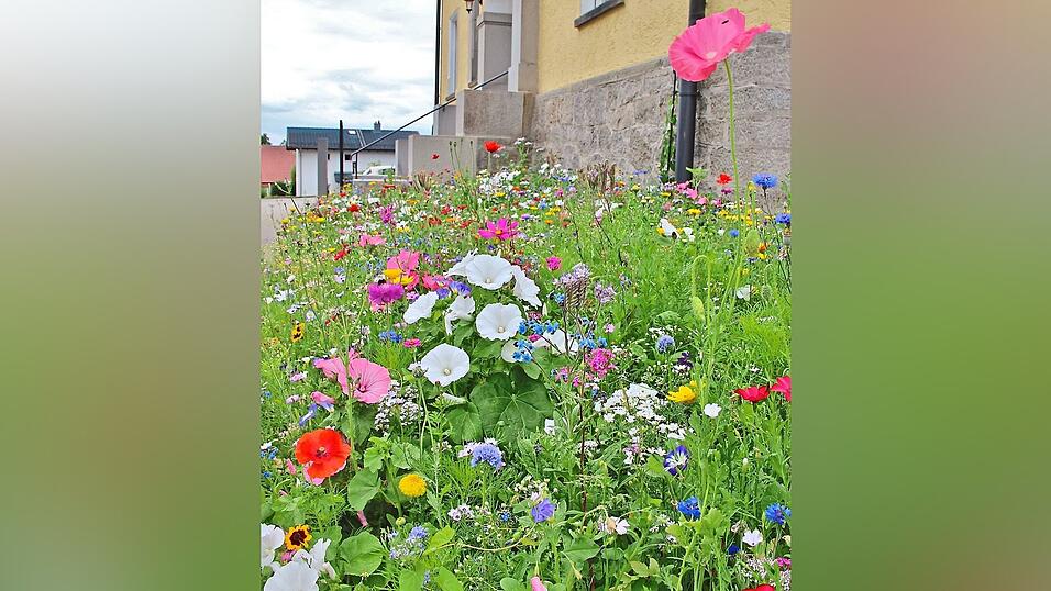 Auch vor dem Rathaus gibt's schon eine Blühfläche. Auch vor dem Rathaus gibt's schon eine Blühfläche.