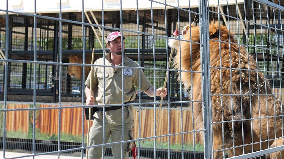 Martin Lacey erklärt den Besuchern des Krone-Zoos, wie er mit den Löwen trainiert. Als Belohnung erhalten die Löwen ein Stück Fleisch, das Lacey ihnen mit einem Stock hinhält. Martin Lacey erklärt den Besuchern des Krone-Zoos, wie er mit den Löwen trainiert. Als Belohnung erhalten die Löwen ein Stück Fleisch, das Lacey ihnen mit einem Stock hinhält.