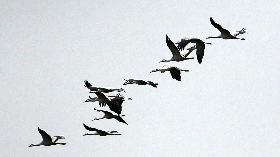 Kraniche fliegen mehrere Tausende Kilometer, um den Winter in südlicheren Gefielden zu verbringen. (Archivbild) Kraniche fliegen mehrere Tausende Kilometer, um den Winter in südlicheren Gefielden zu verbringen. (Archivbild)