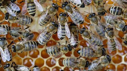 Beim Kreisimkertag am Sonntag, 14. April, gibt es zahlreiche Informationen rund um das Thema 'Bienen und Lebensräume'.
