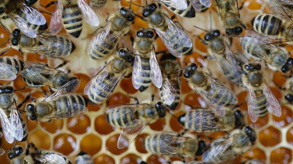 Beim Kreisimkertag am Sonntag, 14. April, gibt es zahlreiche Informationen rund um das Thema 'Bienen und Lebensräume'.