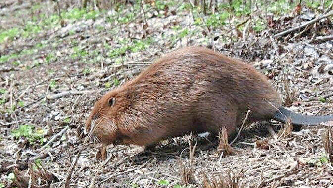 Unter den aufgelisteten naturschutzfachlichen Ma&szlig;nahmen ist die Berufung eines Biberberaters inklusive Biberkartierung im Stadtgebiet. Auch diese k&ouml;nnte wegfallen, wenn es keine F&ouml;rderung daf&uuml;r gibt.