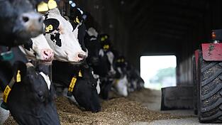 Europäische Rinderzüchter fürchten unfairen Wettbewerb durch billige Importe aus Südamerika. Europäische Rinderzüchter fürchten unfairen Wettbewerb durch billige Importe aus Südamerika.