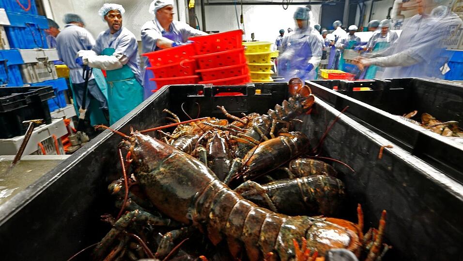 Hummer und gefrorene Hummererzeugnisse mit Ursprung in den Vereinigten Staaten d&uuml;rfen k&uuml;nftig zollfrei in die EU importiert werden. (Archivbild)