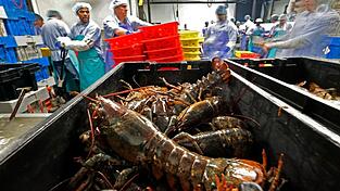 Hummer und gefrorene Hummererzeugnisse mit Ursprung in den Vereinigten Staaten d&uuml;rfen k&uuml;nftig zollfrei in die EU importiert werden. (Archivbild)