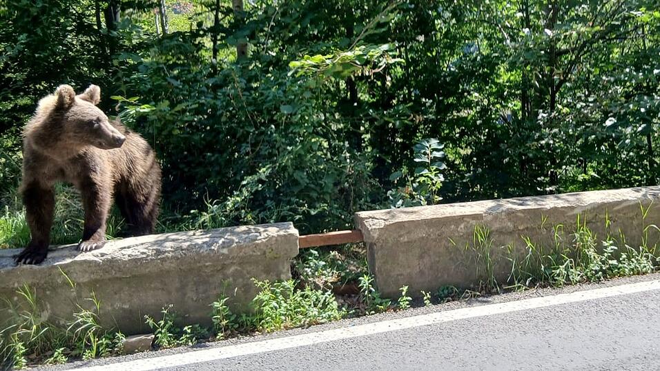 Ein Braunbär wurde bei Thiersee gesichtet. (Symbolbild) Ein Braunbär wurde bei Thiersee gesichtet. (Symbolbild)