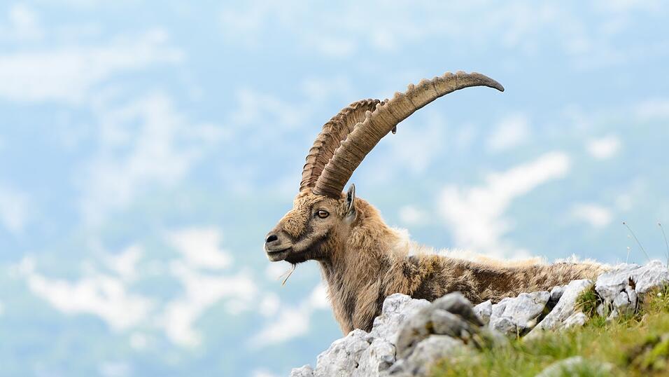 Steinböcke sind in hochalpinen Felsregionen zu Hause. Steinböcke sind in hochalpinen Felsregionen zu Hause.