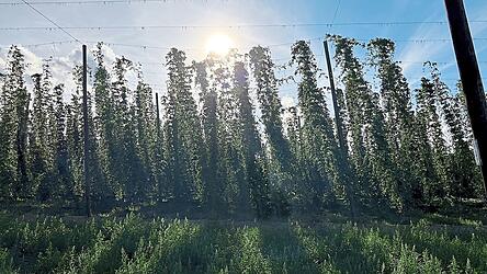 Dem Hitzestress gewachsen und m&ouml;glichst krankheitsresistent sollten die Hopfen in Zeiten des Klimawandels sein.
