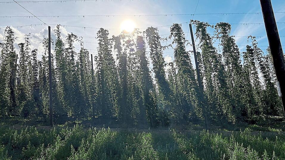Dem Hitzestress gewachsen und m&ouml;glichst krankheitsresistent sollten die Hopfen in Zeiten des Klimawandels sein.