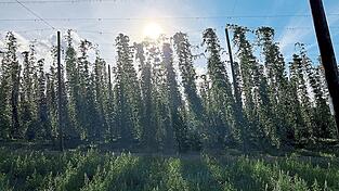 Dem Hitzestress gewachsen und m&ouml;glichst krankheitsresistent sollten die Hopfen in Zeiten des Klimawandels sein.