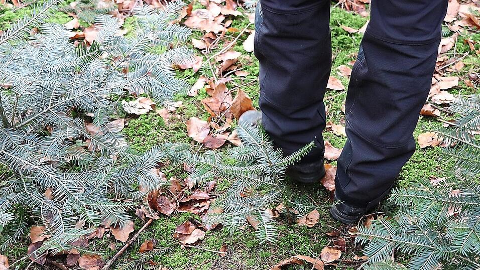 Um Tannen als Naturverjüngung ohne Zaun groß zu bringen, braucht es Jäger, die für angepasste Wildbestände sorgen. Um Tannen als Naturverjüngung ohne Zaun groß zu bringen, braucht es Jäger, die für angepasste Wildbestände sorgen.
