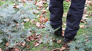 Um Tannen als Naturverj&uuml;ngung ohne Zaun gro&szlig; zu bringen, braucht es J&auml;ger, die f&uuml;r angepasste Wildbest&auml;nde sorgen.