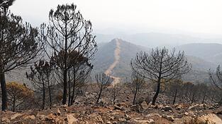 Ein Waldbrand nie gekannten Ausmaßes wütet derzeit in der Gemeinde Los Gallardos in der südspanischen Provinz Almería. (Archivbild). Ein Waldbrand nie gekannten Ausmaßes wütet derzeit in der Gemeinde Los Gallardos in der südspanischen Provinz Almería. (Archivbild).