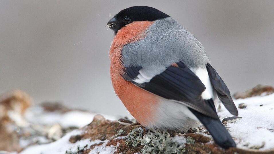 Dieser Dompfaff hat f&uuml;r den Winter gut vorgesorgt.