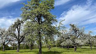 Ende April stehen die rund 100 Jahre alten Apfel- und Birnb&auml;ume in voller Bl&uuml;te.