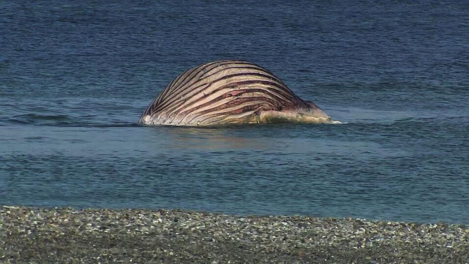 Der tote Buckelwal liegt aufgebläht vor der dänischen Insel Anholt. Der tote Buckelwal liegt aufgebläht vor der dänischen Insel Anholt.