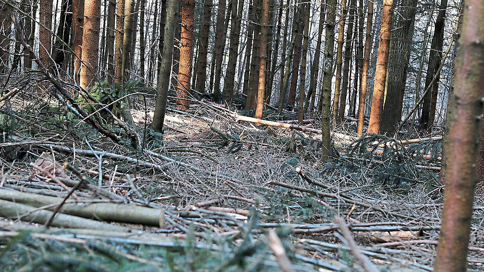 Mögliche Brutstätten für den Borkenkäfer: Auch am Boden liegende Äste und Gipfel sollen aus dem Wald entfernt werden.