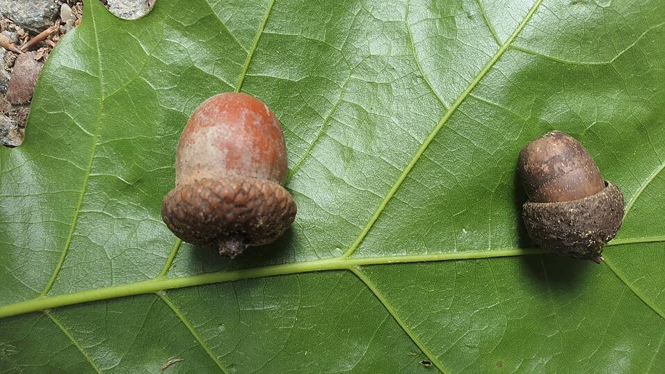 Die Eicheln sind bei der Roteiche gr&ouml;&szlig;er und gedrungener (links) als bei der Stieleiche.