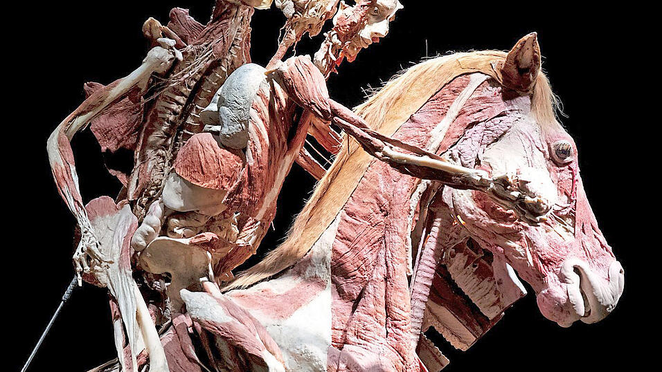 Das Thema der 'K&ouml;rperwelten'-Ausstellung ist dieses Mal 'Am Puls der Zeit'. Es soll die Verwundbarkeit des K&ouml;rpers veranschaulichen.