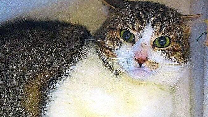 Wuschel kam unverschuldet ins Tierheim. Wuschel kam unverschuldet ins Tierheim.