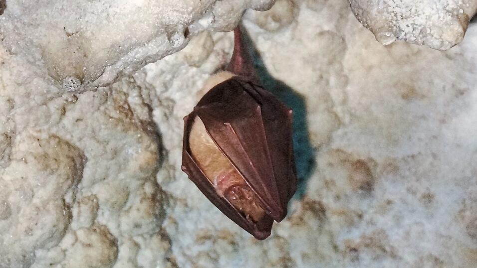 Unverkennbar 'Lonely George' - die Hufeisennase wickelt sich dicht in ihre Fl&uuml;gel.