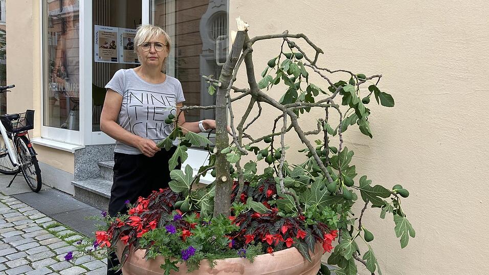 Der Feigenbaum vor dem Friseursalon von Claudia Kronfeldner wurde mutwillig abgebrochen. Der Feigenbaum vor dem Friseursalon von Claudia Kronfeldner wurde mutwillig abgebrochen.